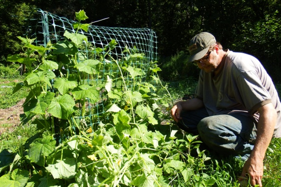 cucumber vines