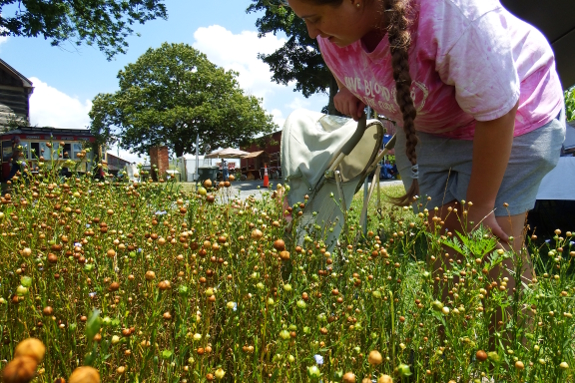 Growing flax