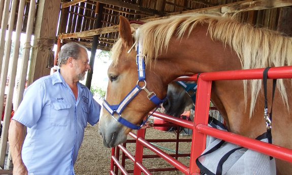 Percheron horse