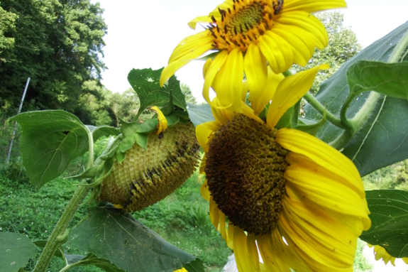 Developing sunflowers