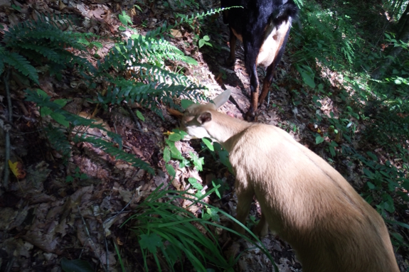 Goat eating fallen leaves