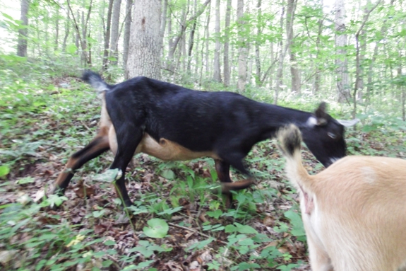 Walking goats