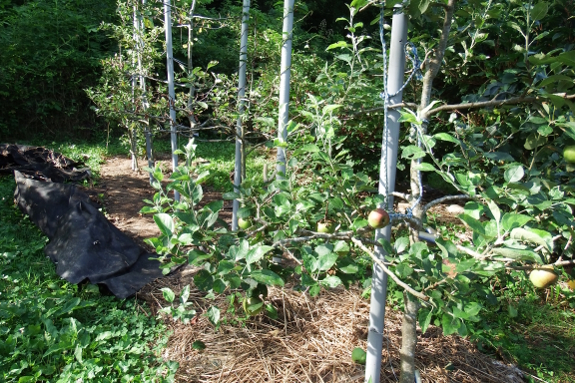 Tree mulch