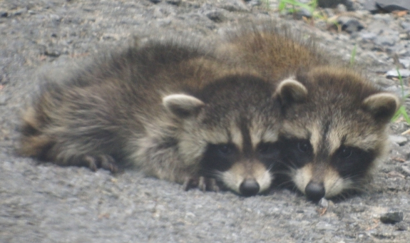 Baby raccoons