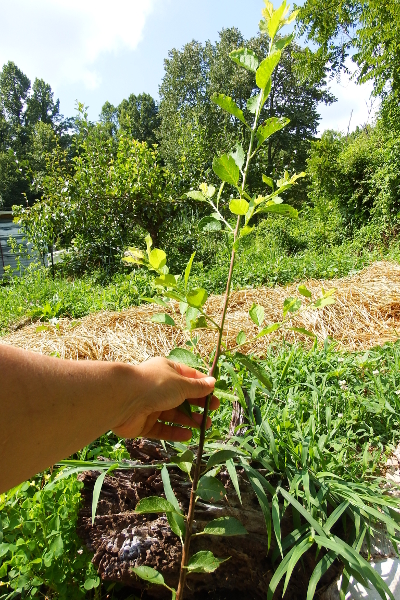 Grafted plum