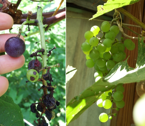 Seedless grapes