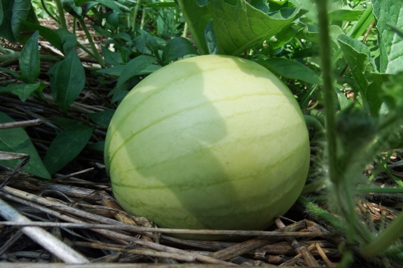 Faerie hybrid watermelon
