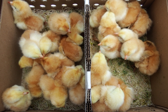 Box of chicks