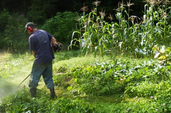 garden aisle trimming with weed eater