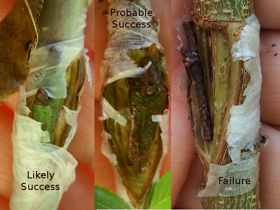 Bud grafting success and failure