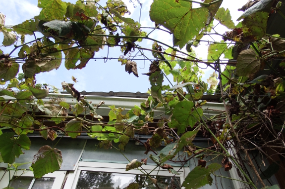 Diseased grape leaves