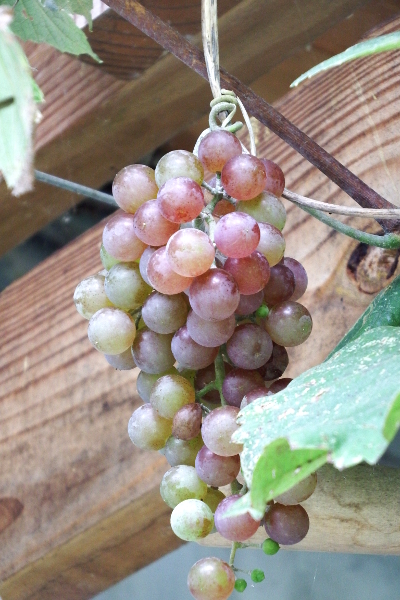 Perfect grape bunch