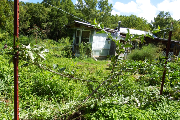 Espalier supports