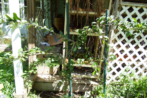 Training an espalier