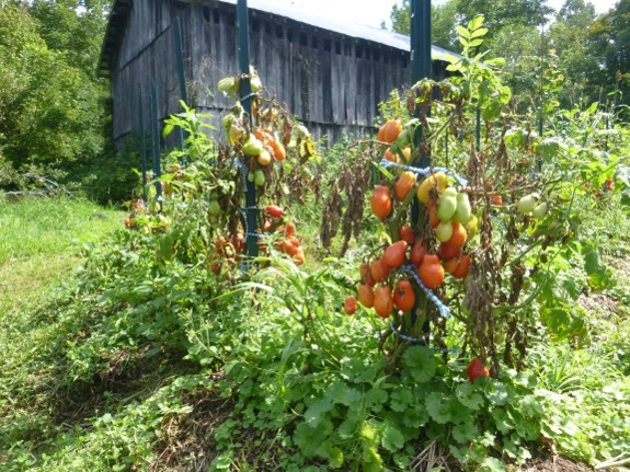 blight conditions as of August 16.