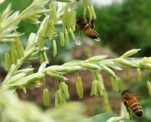 Honeybee gathering corn pollen