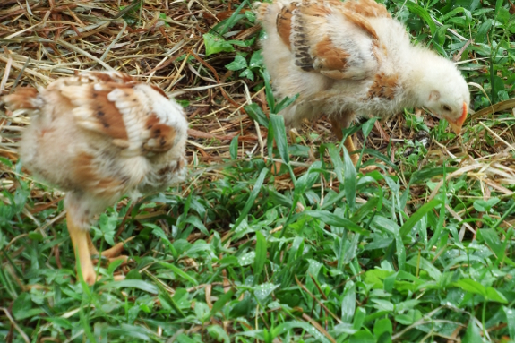 Foraging chicks