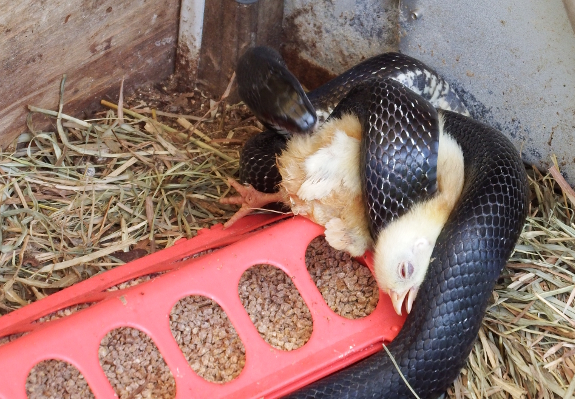 Snake eating a chick