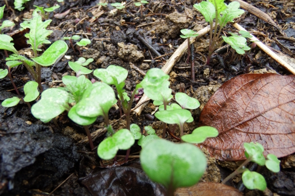 Kale seedlings