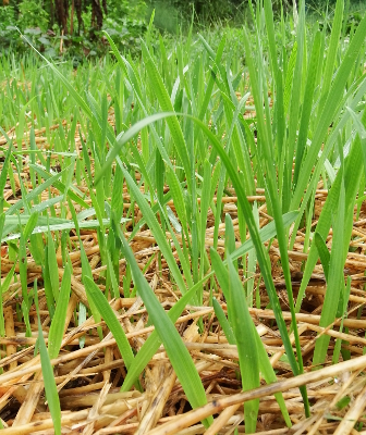 Oat seedlings