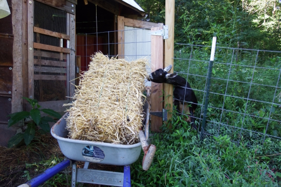 Goat barn bedding