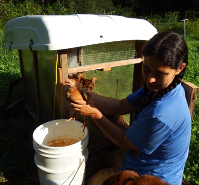 Catching chicks