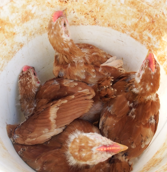 Chicks in a bucket