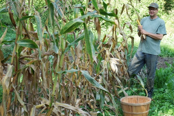 field corn harvesting