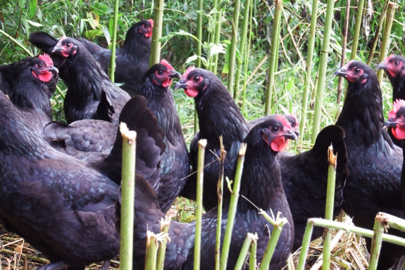 Austrlorp flock.