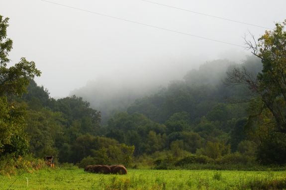 Foggy morning