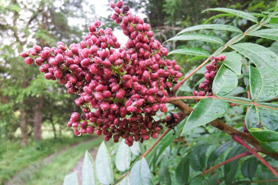 Sumac fruit