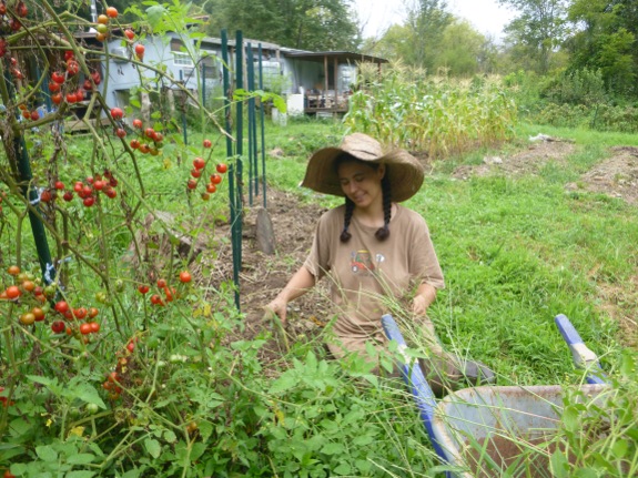 Tomato plants at the end of the Summer.