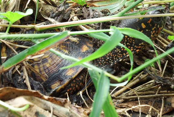 Box turtle