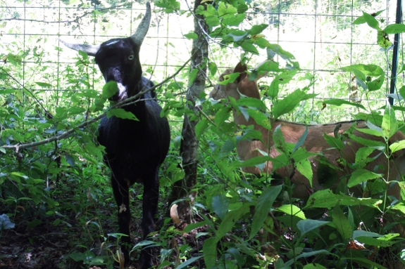 Grazing goats