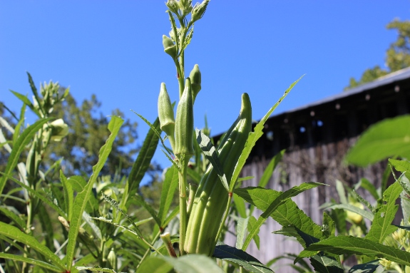 spineless okra with barn in background