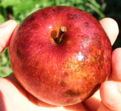 Red empire apple top view