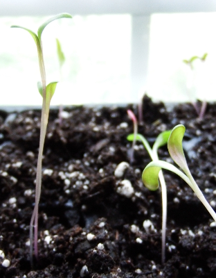 Swiss chard seedlings