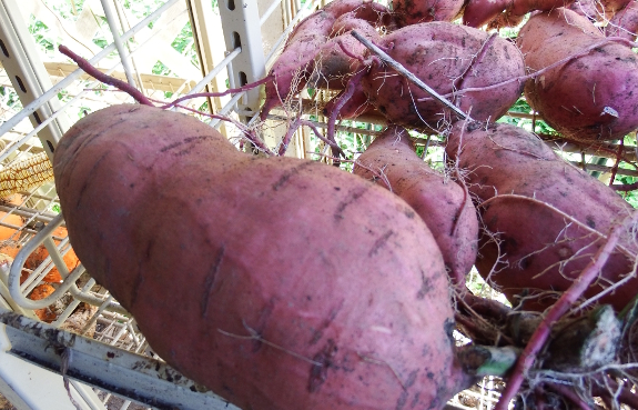 Sweet potato