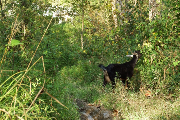 Floodplain grazing