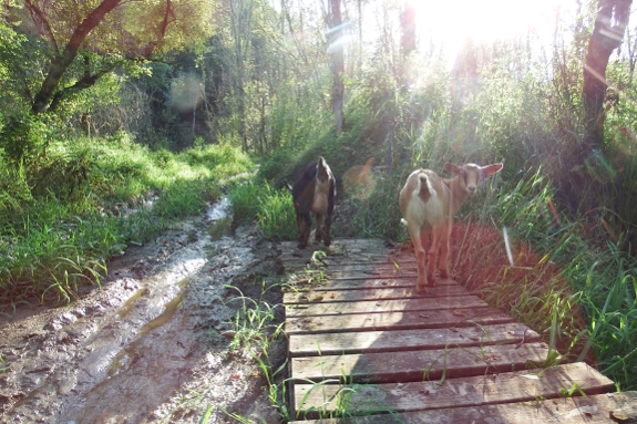 Swamp bridge