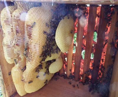 Inside a Warre hive