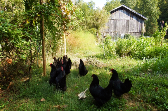 Chickens in the garden