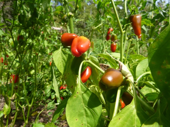 Lunchbox sweet peppers.