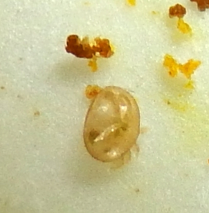 Immature varroa mite