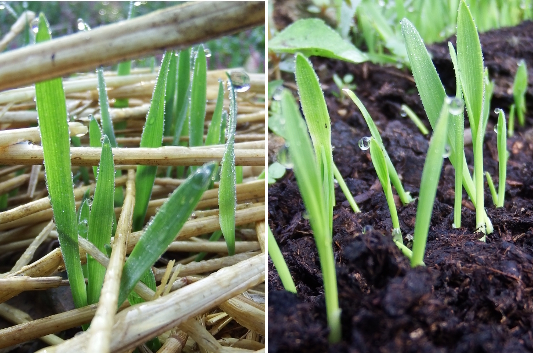 Oat seedlings