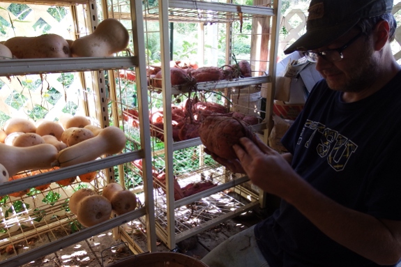 Sweet potato sizing and storing.