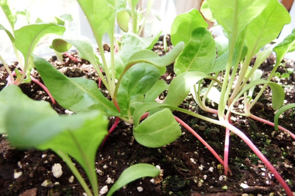 Swiss chard seedlings