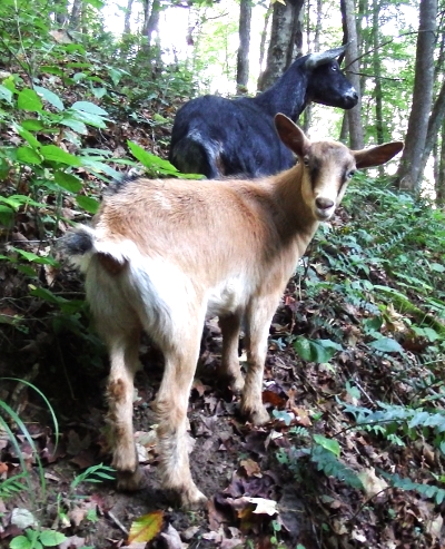 Goats on the trail