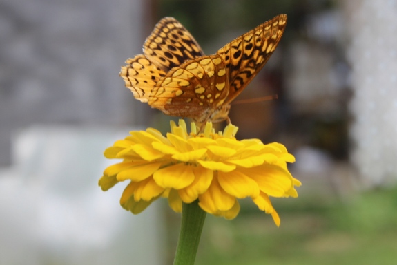 Butterfly resting on a flower.