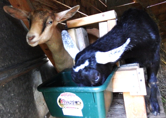 Goats sharing food